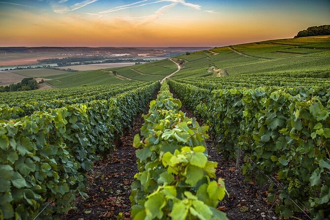 Champagne Day Trip from Reims including 9 Champagne Tastings - Epernay Lunch Break and the Avenue de Champagne Stroll