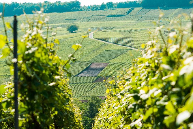 Champagne Day Trip with 6 Tastings, Reims and Winery from Paris - Champagne DOMI with Stéphane: presses, cellars, and tasting 3 to 4 wines