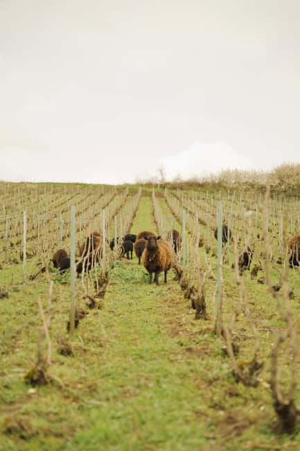 Champagne Vineyard Experience: Delve into the terroir - Oldest vines and soil talk: why this matters to your tasting