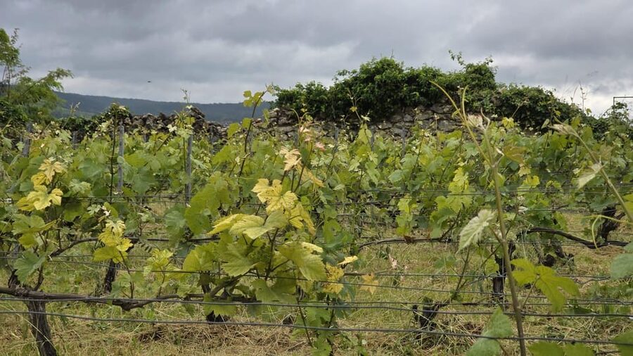 Champagne Vineyard Experience: Delve into the terroir - What $28 buys you, and when it is a good deal