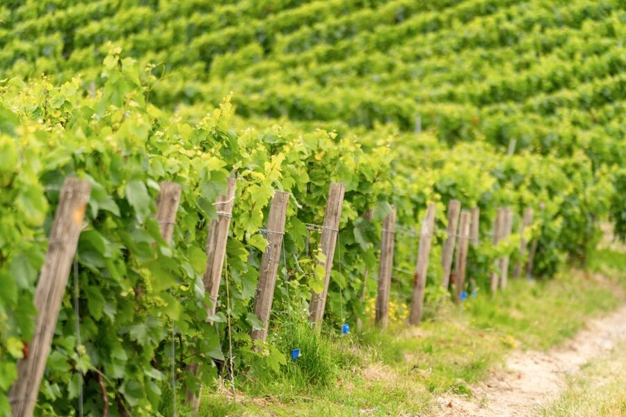 From Paris: Day Trip to Champagne with 8 Tastings & Lunch - The Second Producer: Where You See the Smaller Side of the Industry