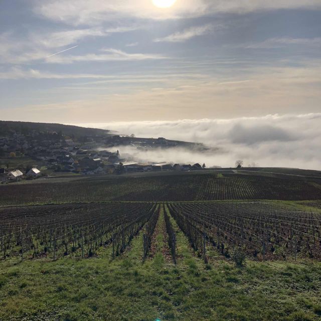 From Paris: Reims and Champagne Tasting Full-Day Tour - How guides change the whole day: Tomer, TJ, Alex, Arthur, Sebastian
