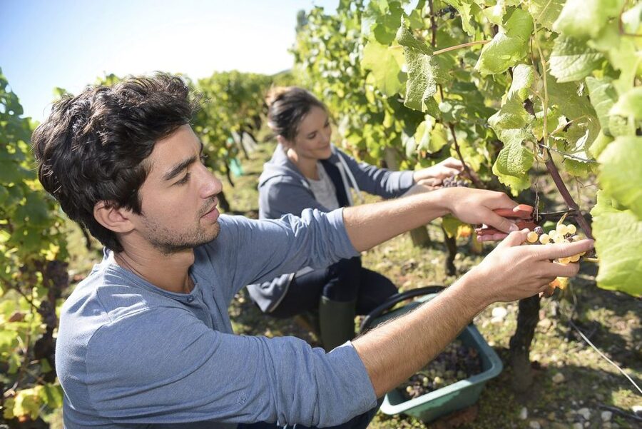 From Paris: Small-Group Champagne Day Trip with Six Tastings - Group Size, Pacing, and Why Small-Group Works Here