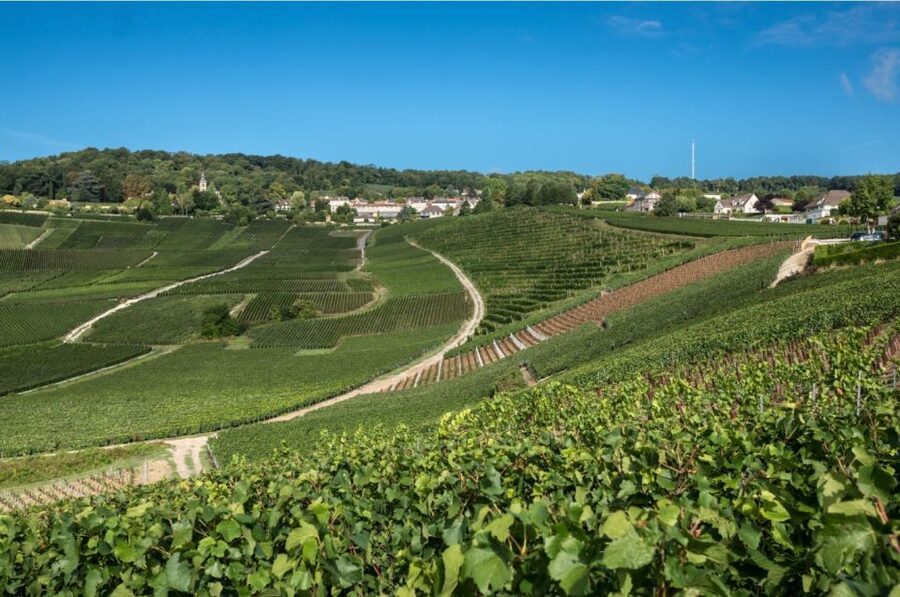 From Reims: Champagne Day Trip to 3 Family Domains & Lunch - Second and third tastings: how to compare producers instead of collecting glasses