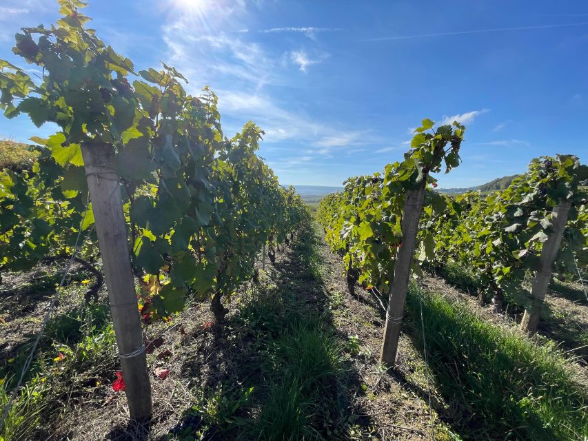 From Reims/Epernay: Champagne half-day tour (small group) - Key Highlights Worth Your Time