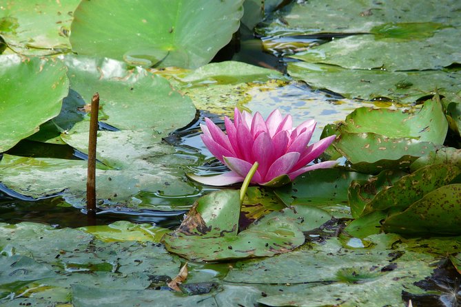 Giverny & Monet's House Audio Guided Half-day Tour from Paris - Crowds, Exits, and the Practical Stuff You Should Not Ignore