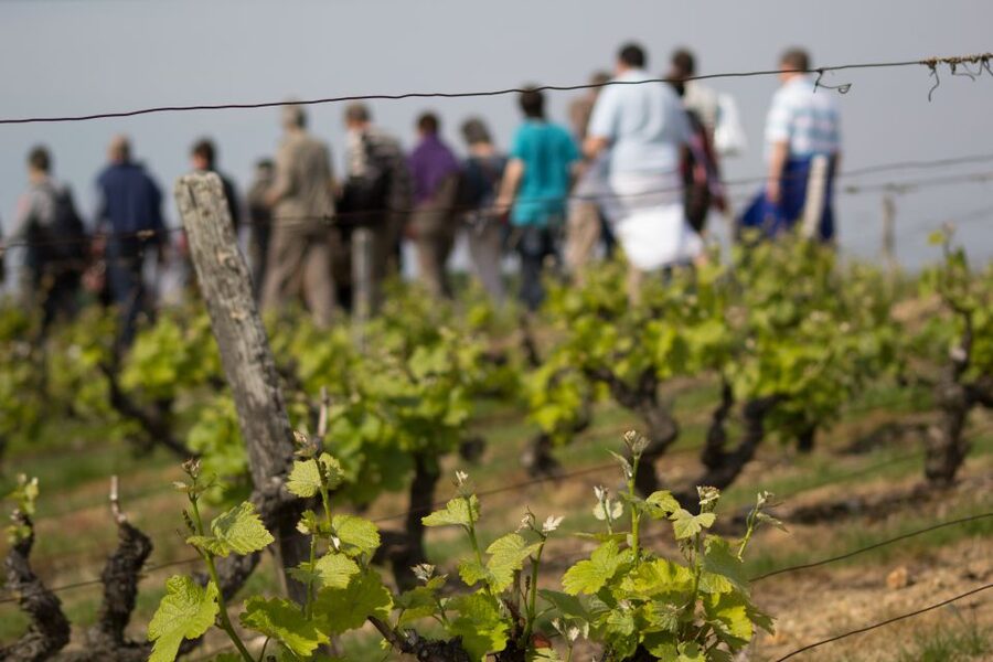 Loire Valley: Vouvray Vineyard Tour and Wine Tasting - Key things that make this Vouvray tour worth your time