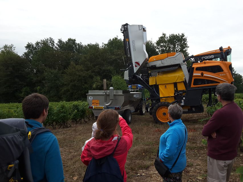 Loire Valley: Vouvray Vineyard Tour and Wine Tasting - From vineyard to winery: following the grape path at harvest time