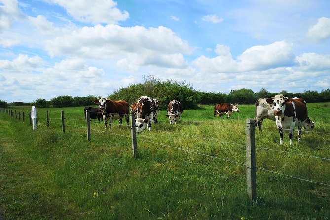 Normandy Battlefields Tour - American Sites (A3) - La Cambe German War Cemetery: seeing the full human cost