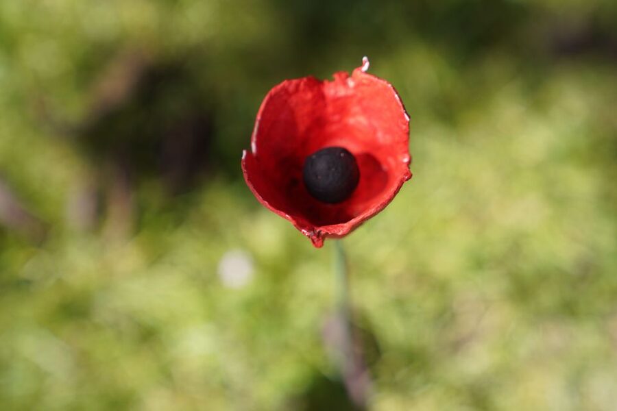 Normandy D-Day Beaches Private Canadian Sector from Caen - Normandy’s Canadian D-Day route feels personal, not generic