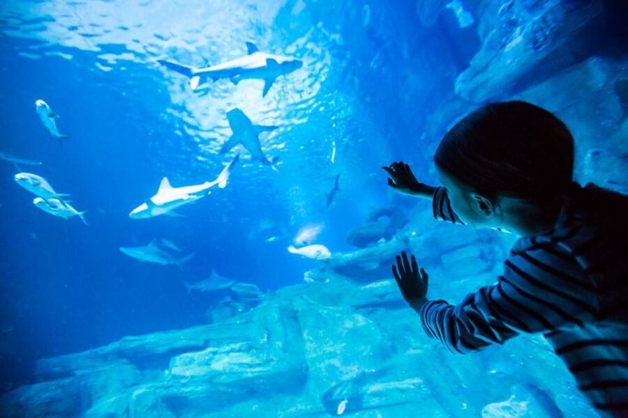 Paris: Aquarium de Paris Entrance Ticket - The shark tunnel and big viewing moments