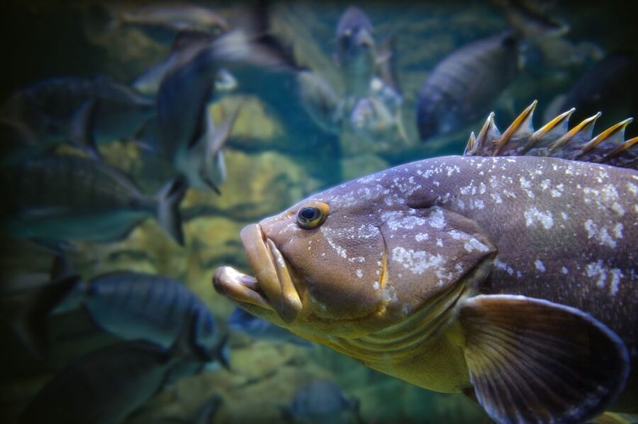 Paris: Aquarium de Paris Entrance Ticket - Touch and feed the fish: the interactive part that makes it stick