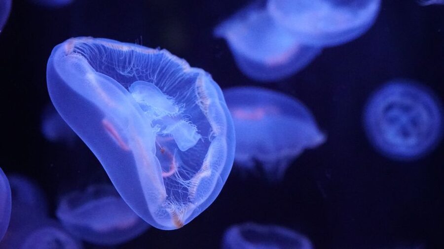 Paris: Aquarium de Paris Entrance Ticket - Where you can take breaks, and why the pacing matters