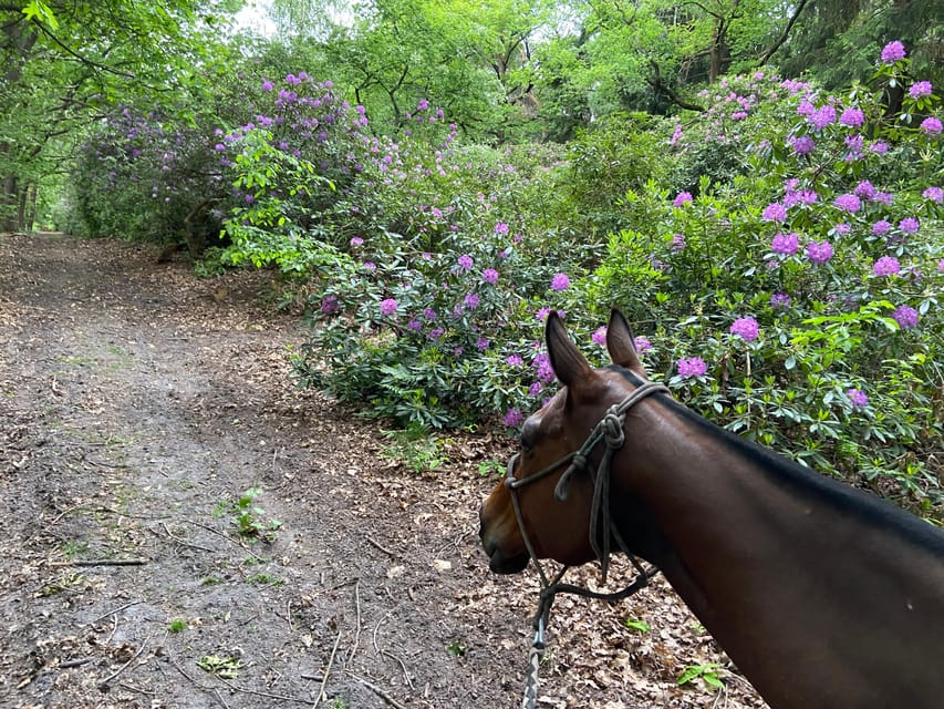 Paris: Aumont-en-Halatte Horseback Riding Tour - Quick hits if you want the real feel fast