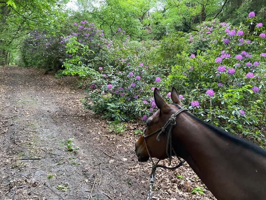 Paris: Aumont-en-Halatte Horseback Riding Tour - Why this Paris horseback tour works better than a long day of museums