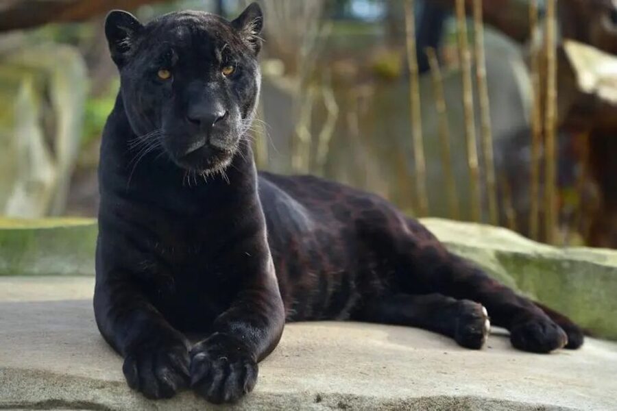 Paris: Paris Zoological Park Entrance Ticket - Key Highlights You Should Not Miss