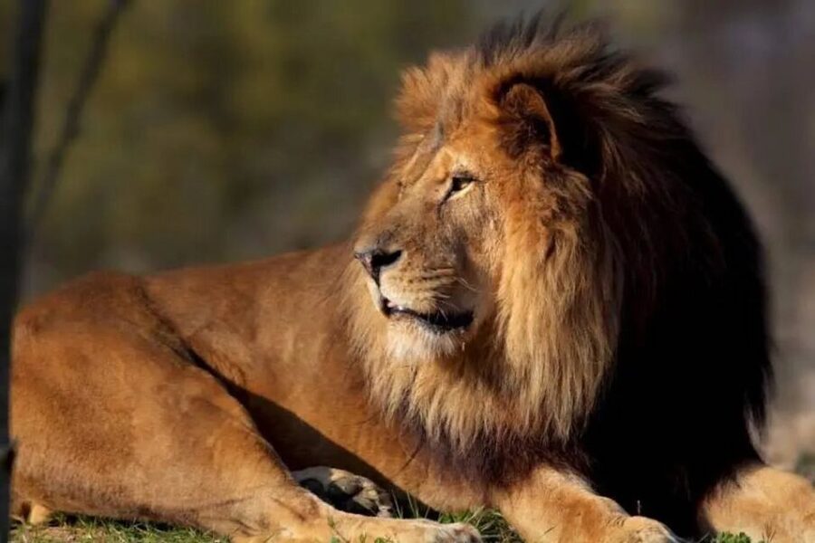 Paris: Paris Zoological Park Entrance Ticket - Enter Fast: Skip the Line and Pick Your Timing