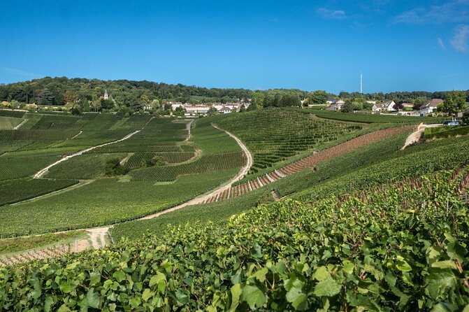 Small Group - Half Day Champagne Tour - Visit of 2 Small Producers/Growers - Key Highlights You Should Know
